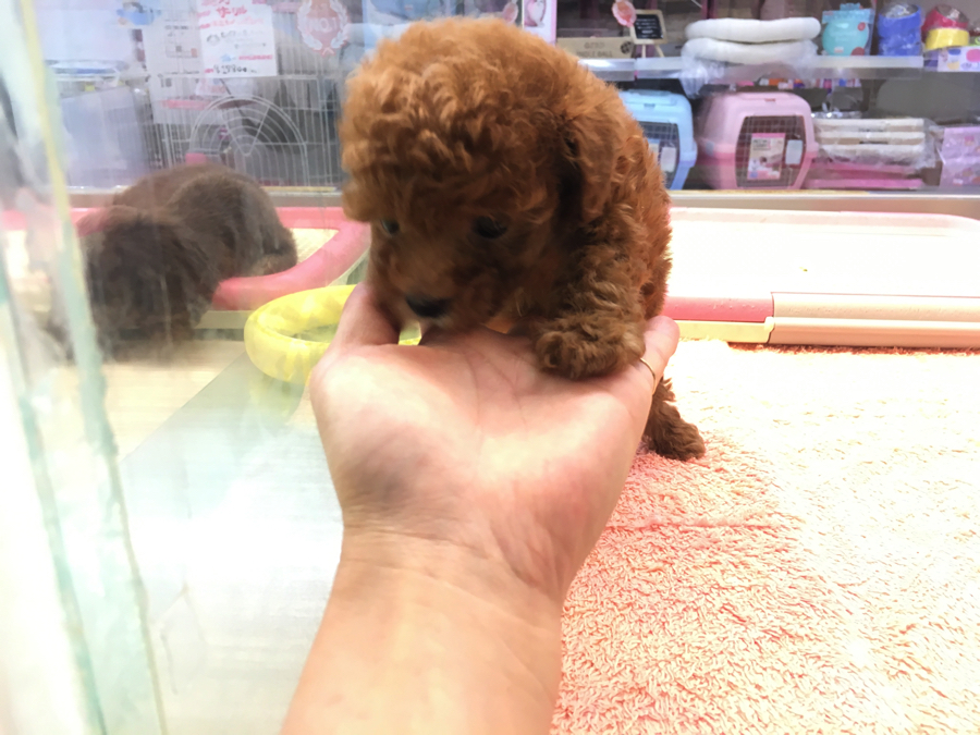 ワンちゃんとのご挨拶は「匂い」を嗅いでもらう事から | トイ・プードル - マルワン大倉山店