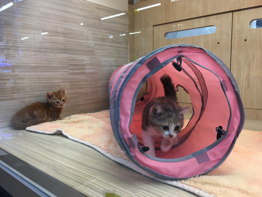 「大丈夫そうだから、僕も〜♪」 | マンチカン - マルワン大倉山店