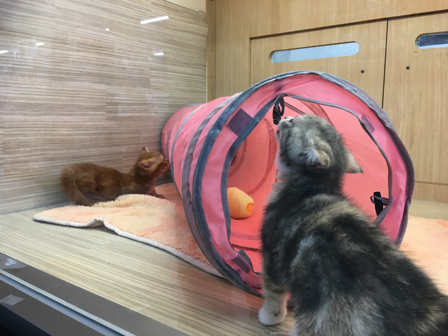 仲良くキャットトンネルで遊ぼう! | マンチカン - マルワン大倉山店