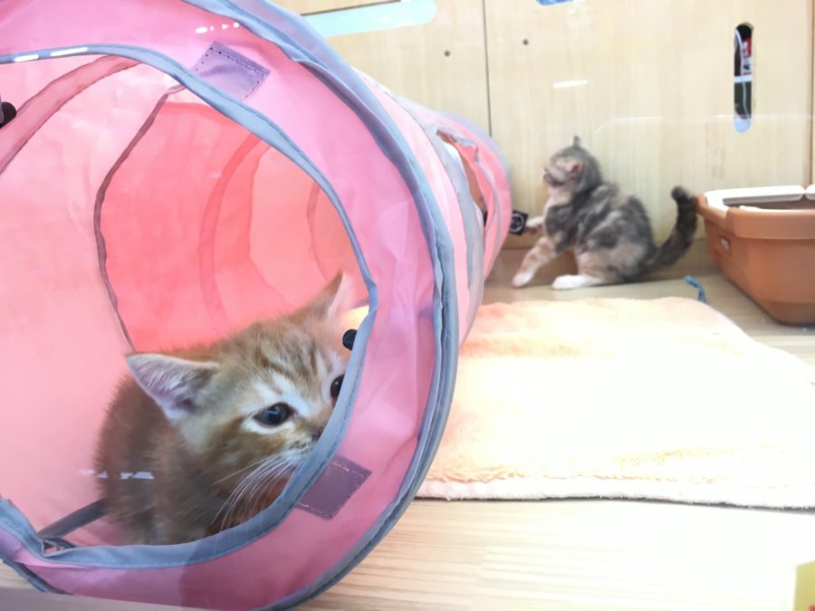 トンネルを出たり入ったりたくさん遊んで! | マンチカン - マルワン大倉山店