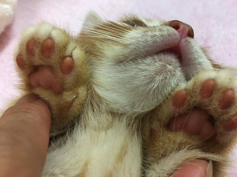 小さくバンザーイ＼(^o^)／ | マンチカン - マルワン大倉山店