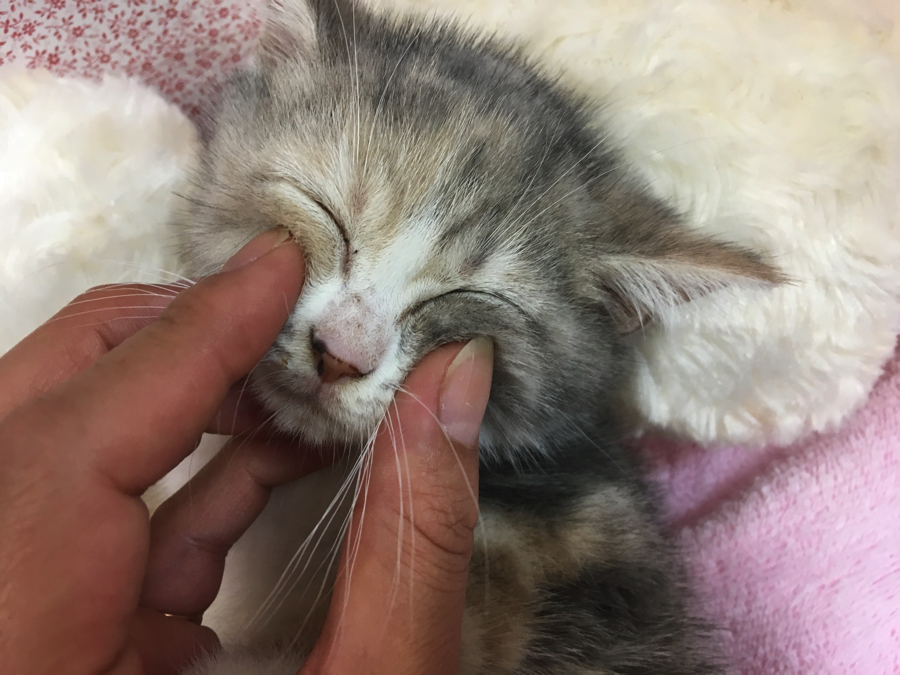 お姉ちゃんの毛の色は淡くて凄く良い色味 | マンチカン - マルワン大倉山店