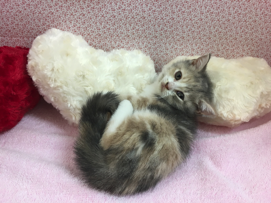 触られる事が大好きなお姉ちゃん! | マンチカン - マルワン大倉山店