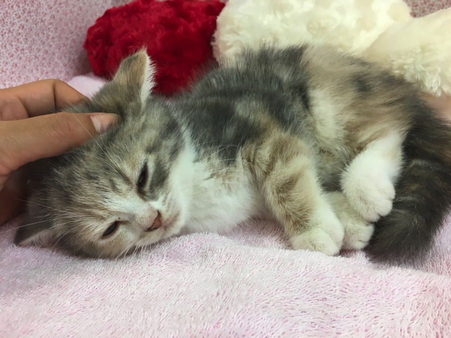 猫ちゃんを骨抜きにするマッサージ | マンチカン - マルワン大倉山店