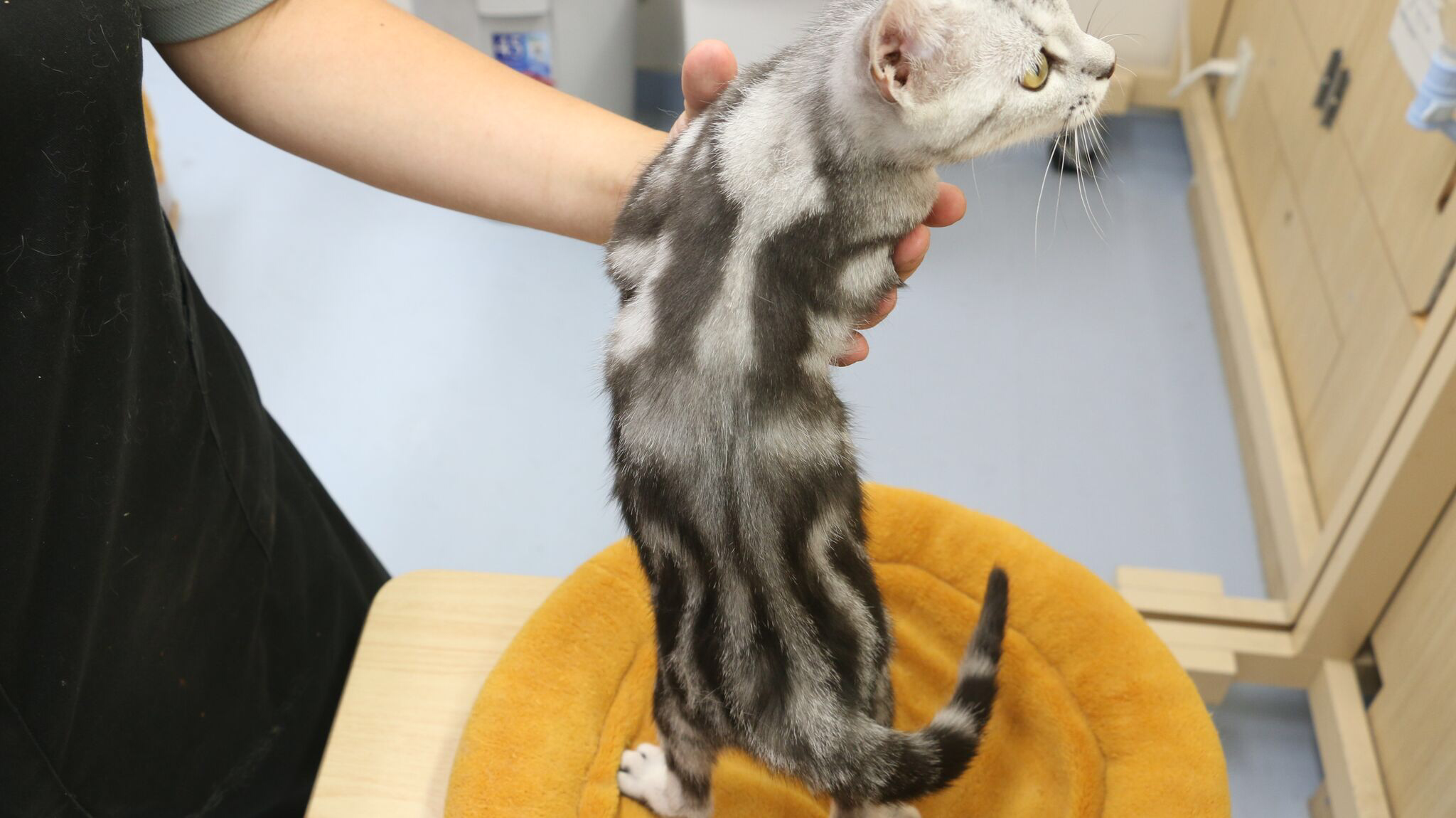 綺麗な柄をしています | アメリカンショートヘア - マルワン梅島店