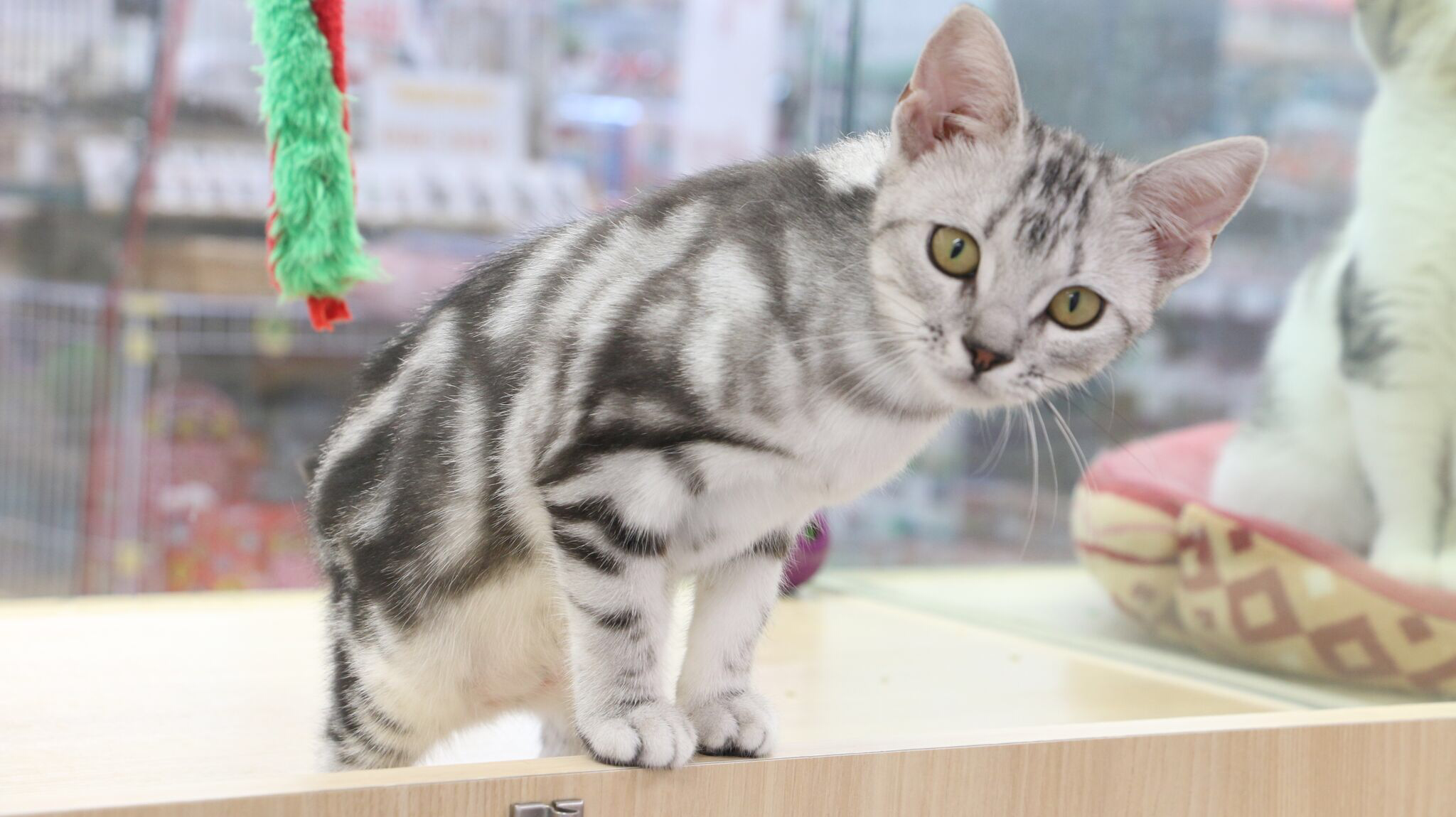 極上なタビー | アメリカンショートヘア - マルワン梅島店