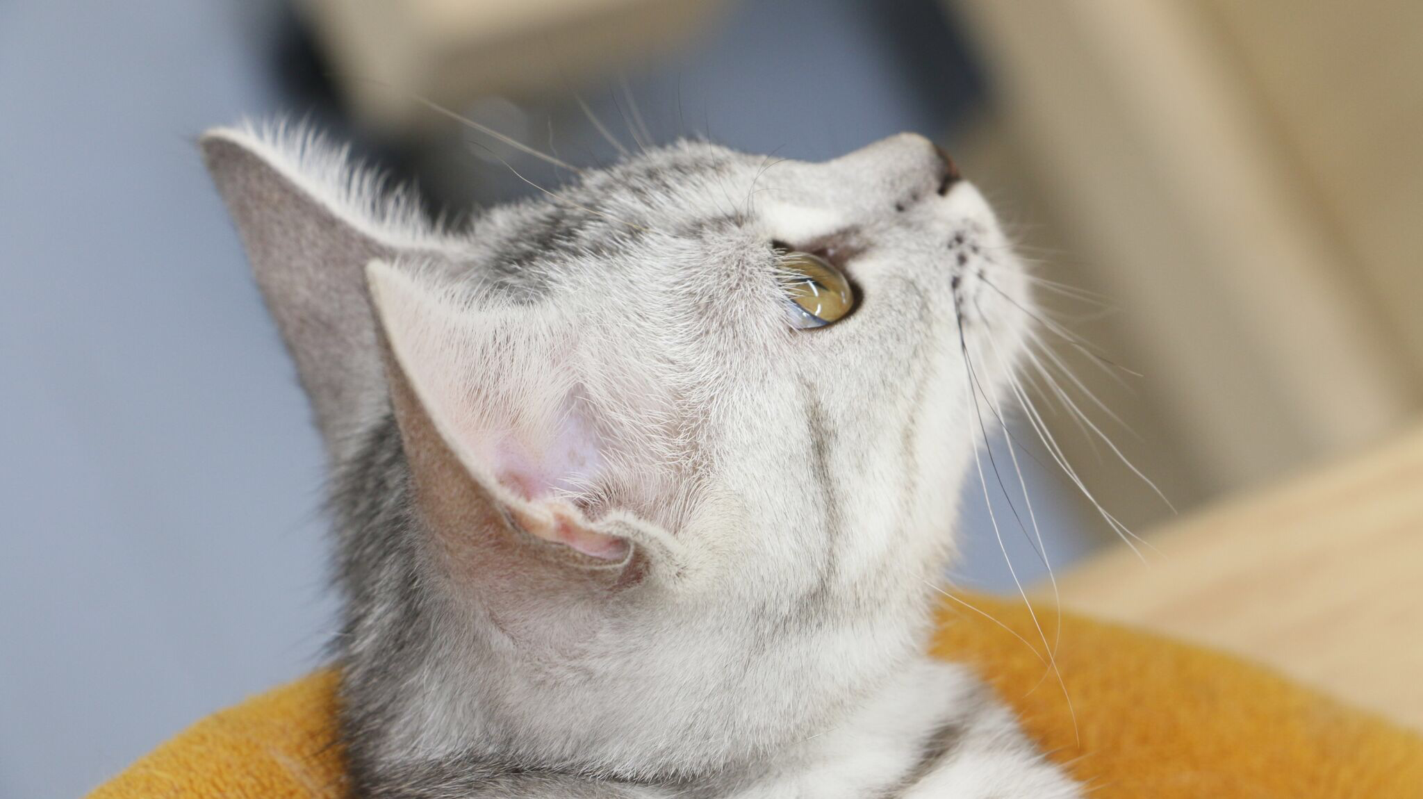 ぱっちりとした瞳 | アメリカンショートヘア - マルワン梅島店