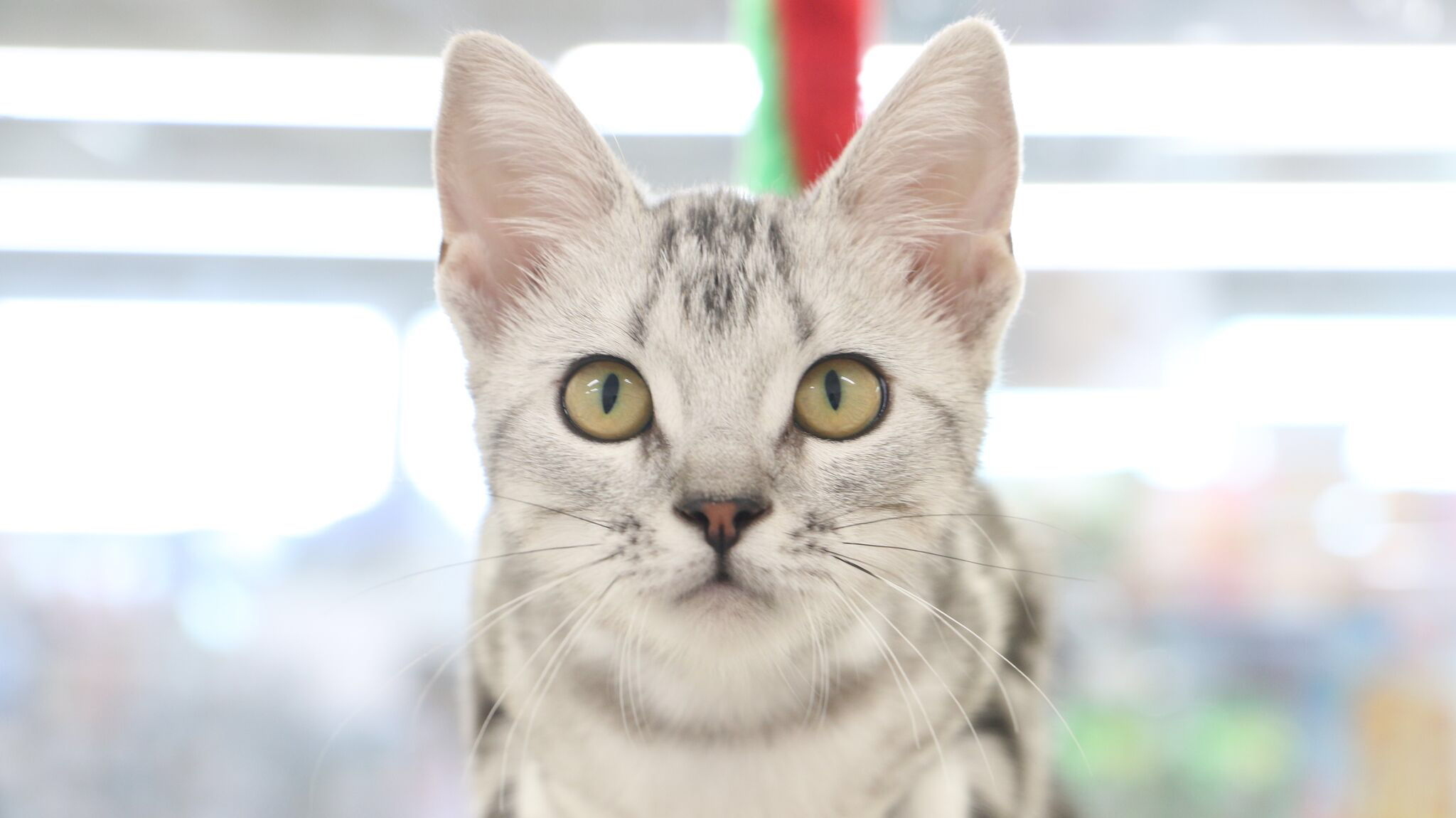 シンメトリーな美しいお顔 | アメリカンショートヘア - マルワン梅島店