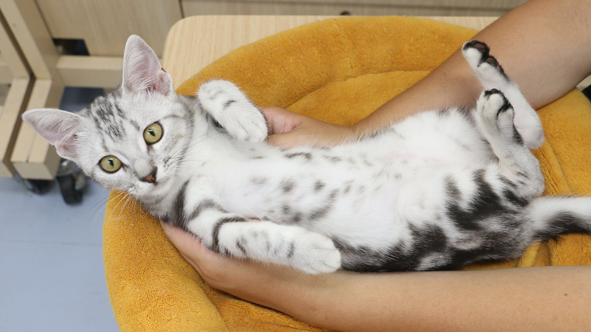 へそ天ポーズ | アメリカンショートヘア - マルワン梅島店