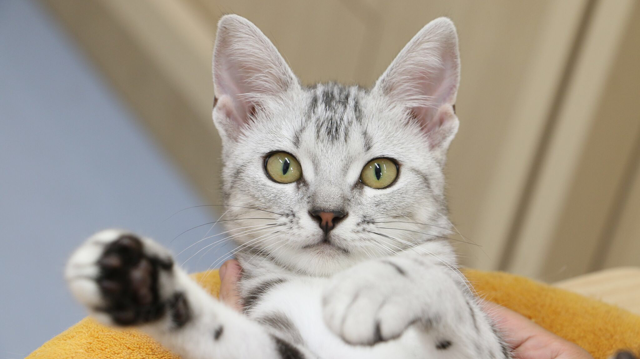 秘蔵写真③ | アメリカンショートヘア - マルワン梅島店