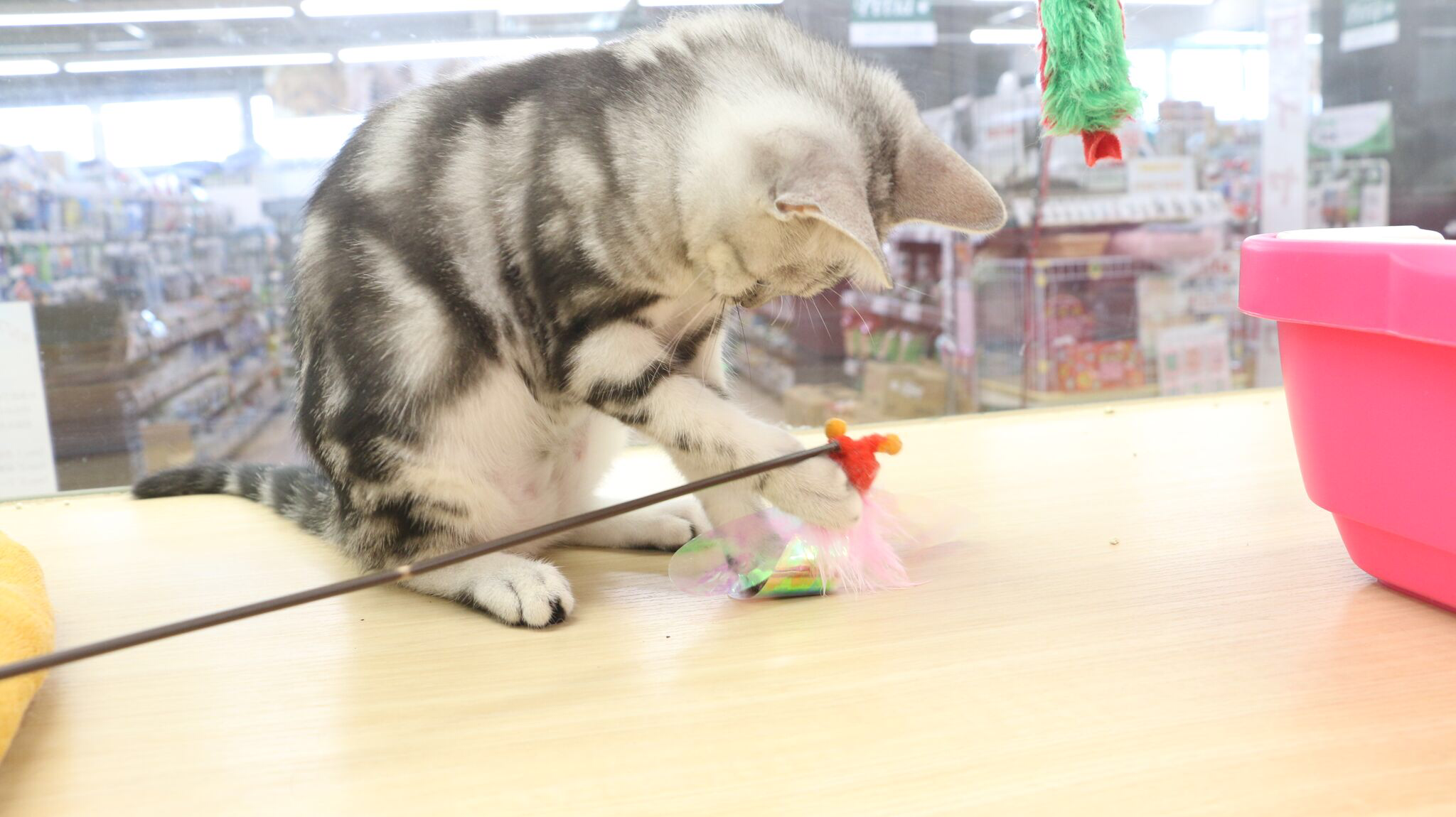 秘蔵写真② | アメリカンショートヘア - マルワン梅島店