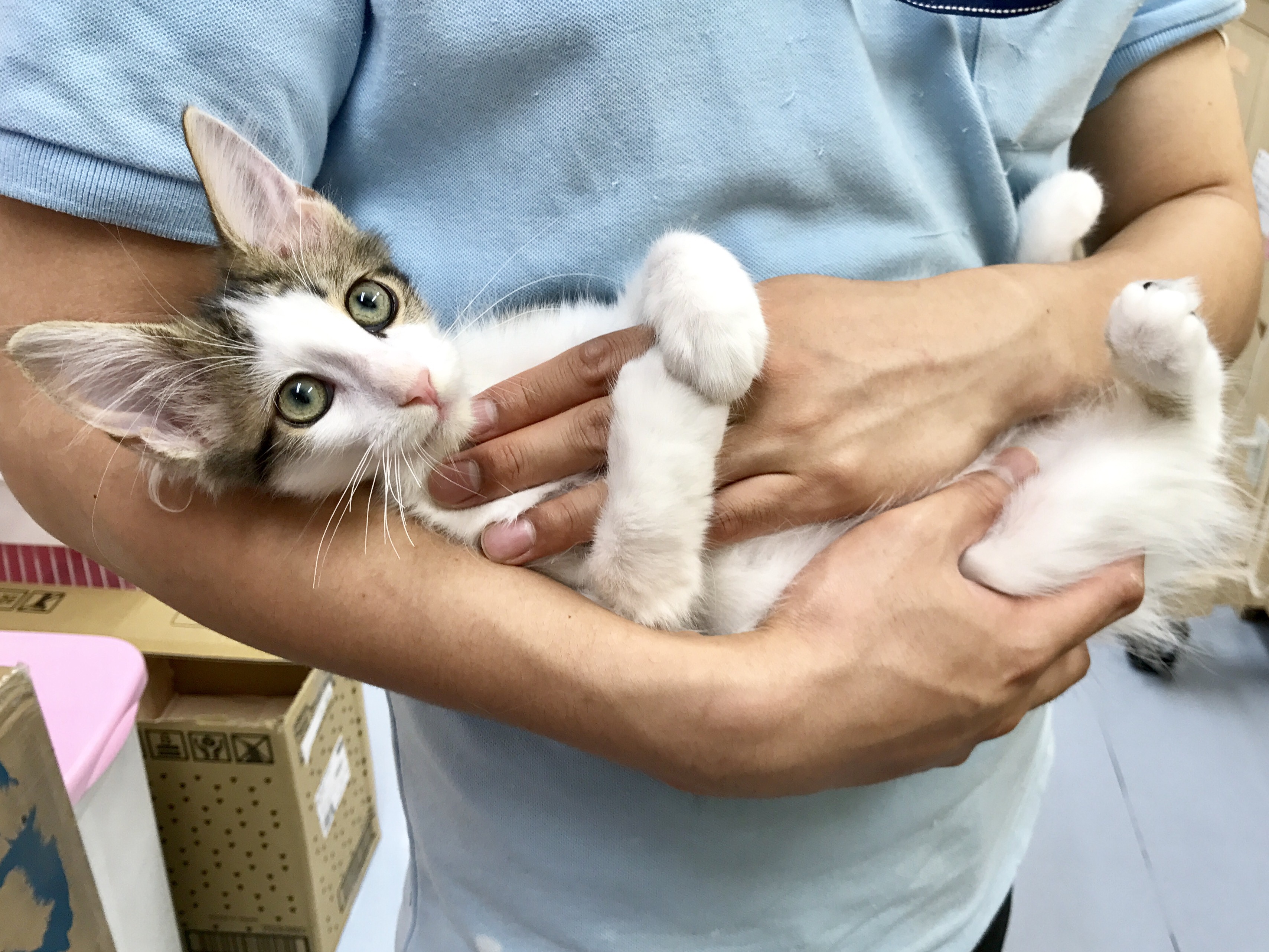 ノルウェージャン・フォレストキャット - マルワン梅島店