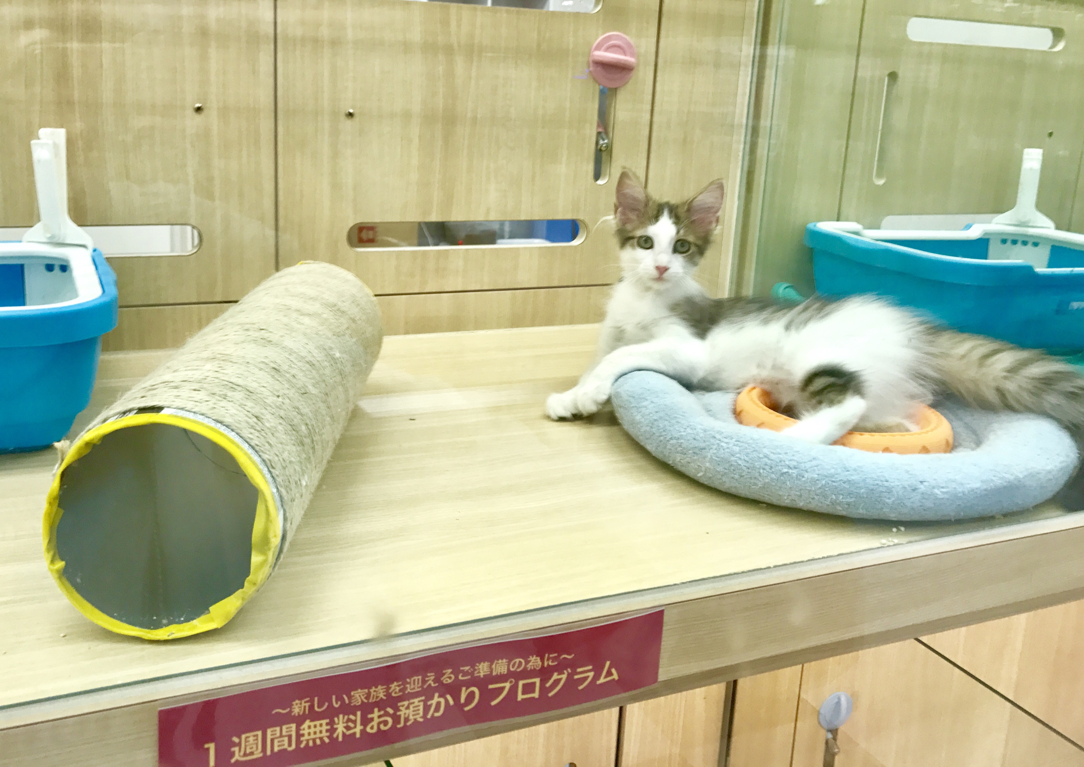 ノルウェージャン・フォレストキャット - マルワン梅島店