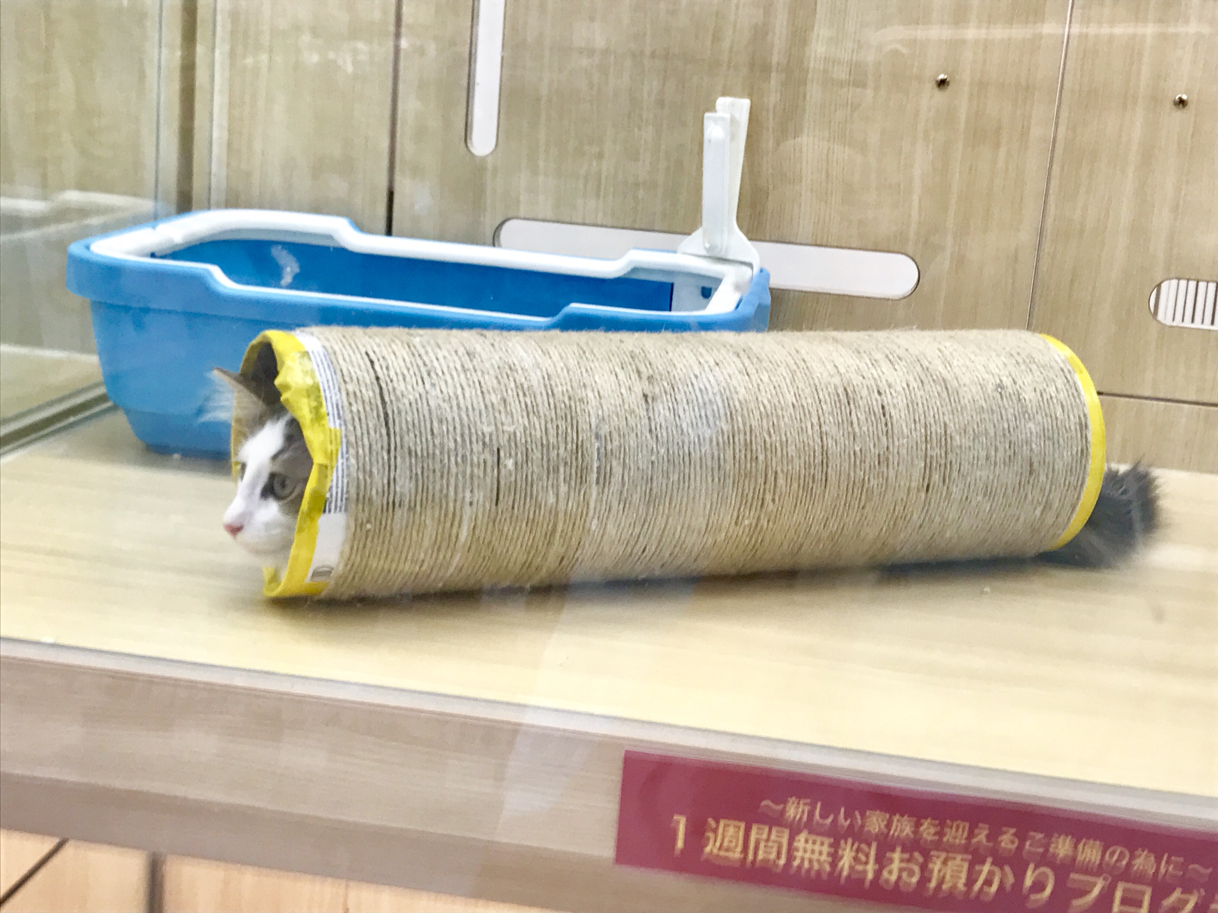 ノルウェージャン・フォレストキャット - マルワン梅島店