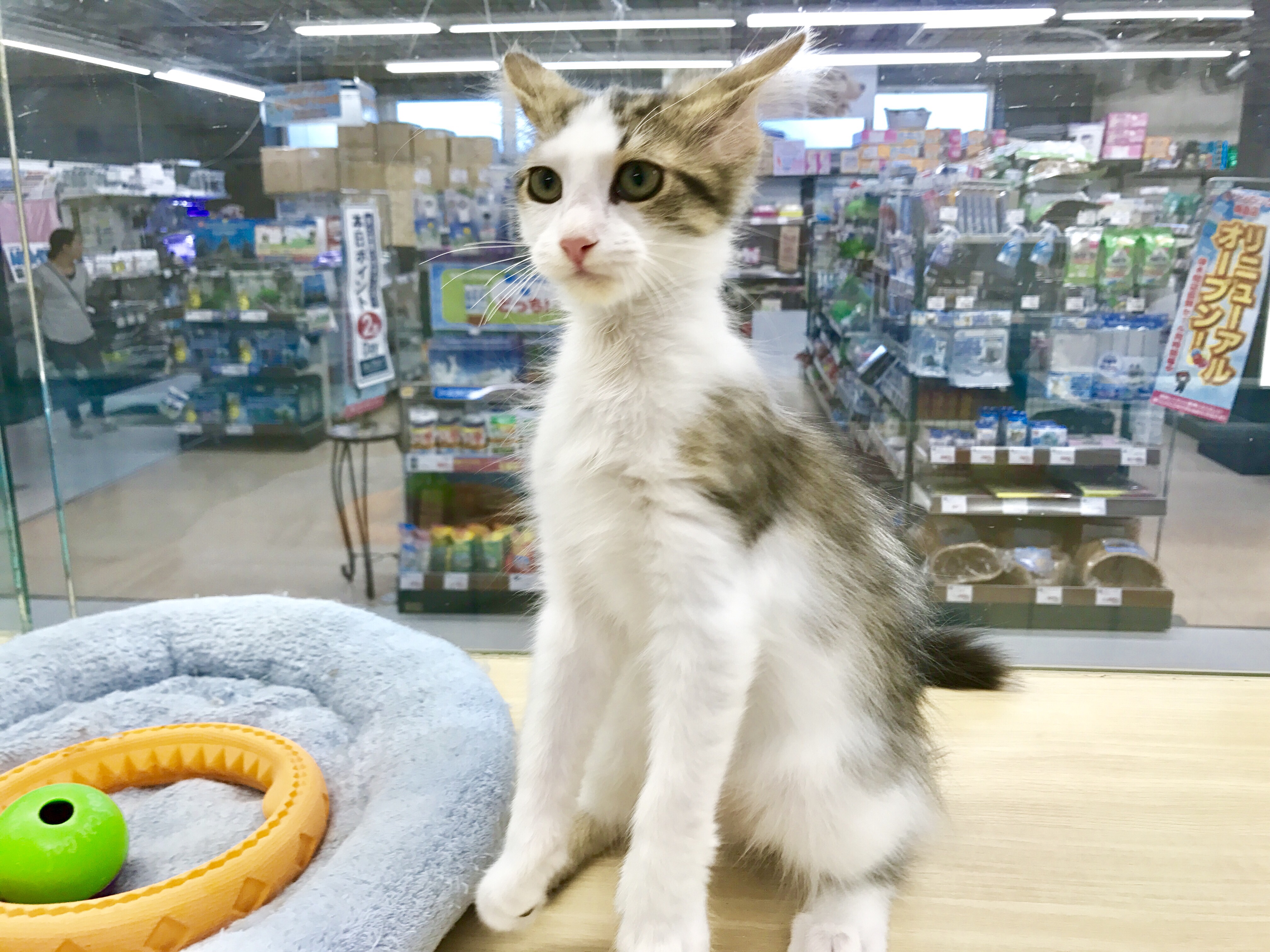 ノルウェージャン・フォレストキャット - マルワン梅島店
