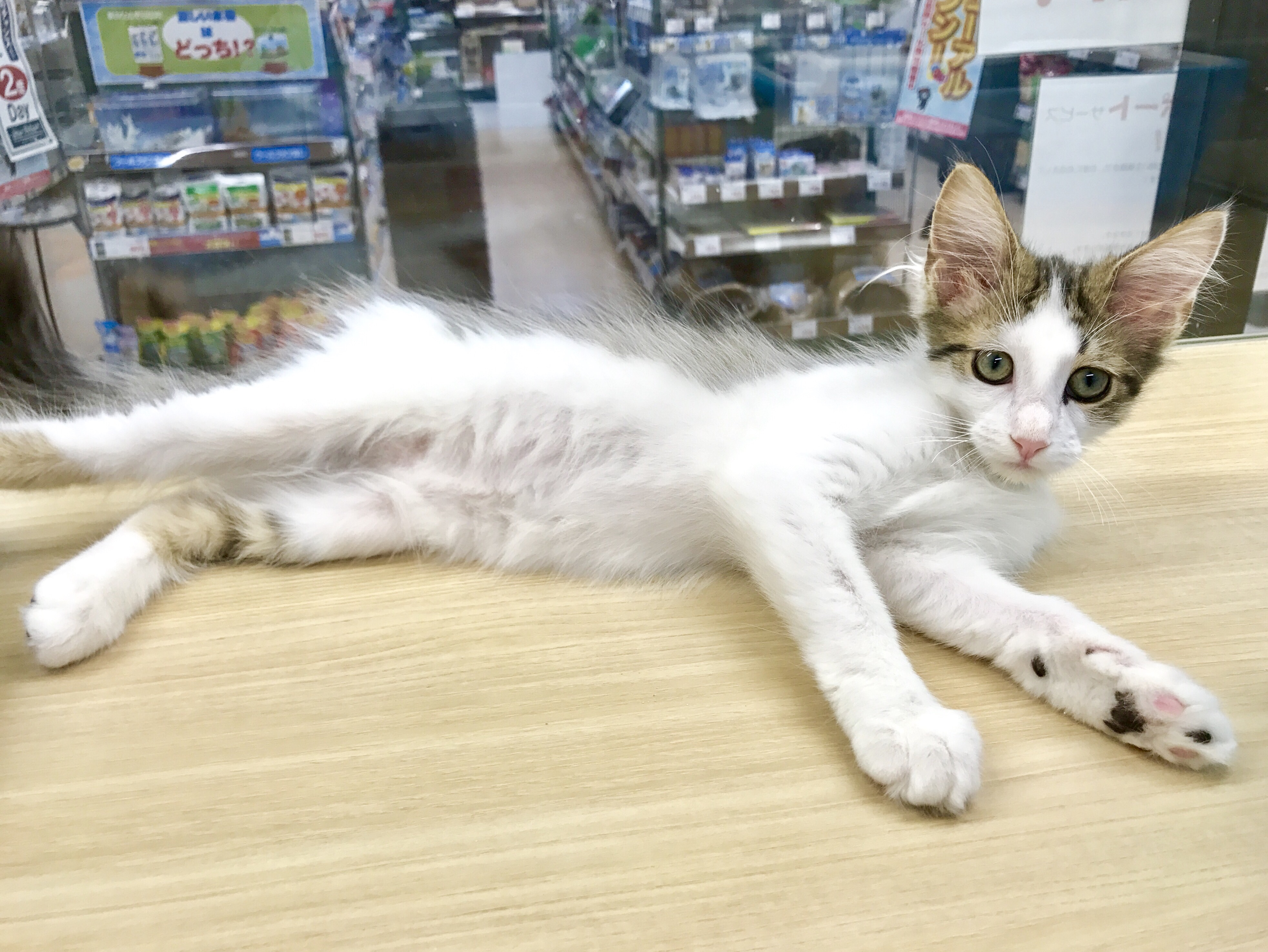 ノルウェージャン・フォレストキャット - マルワン梅島店