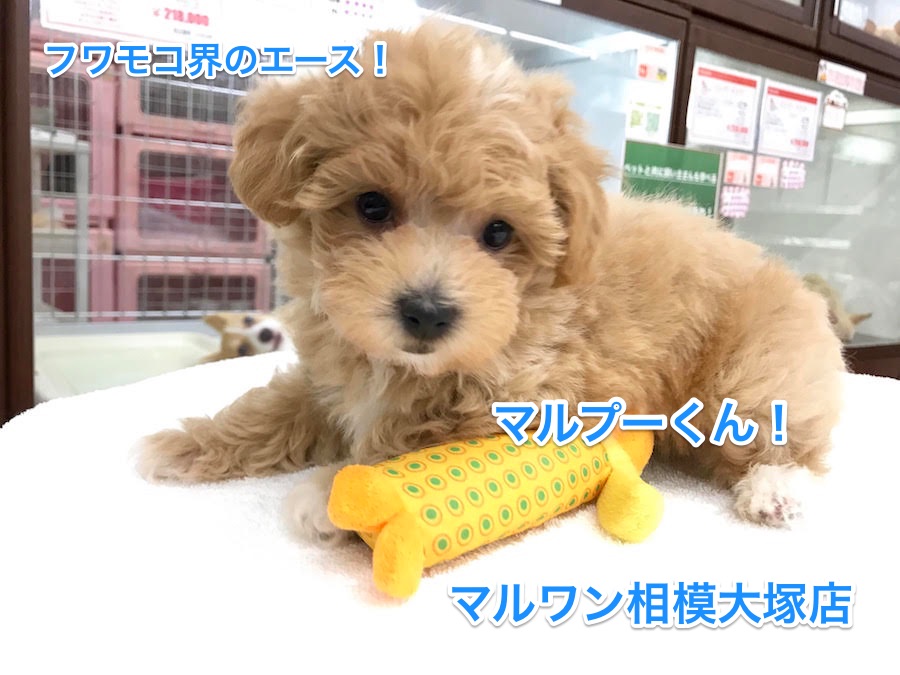 【トイ・プードル×マルチーズ】フワモコ界きってのアイドル！マルプーがやってきた！：相模大塚店PickUpベイビー！No.814385