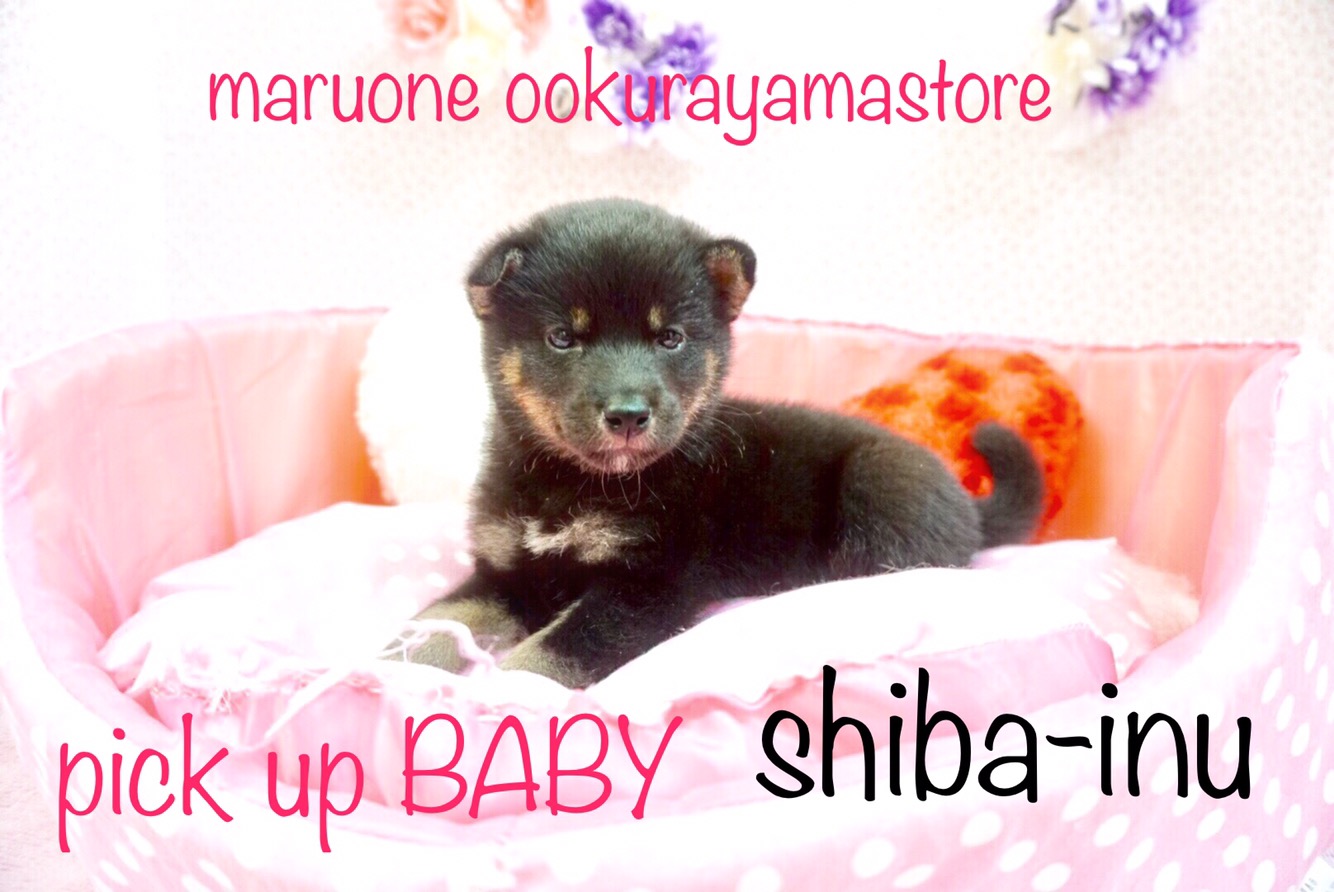 【黒柴】待望の黒柴ちゃん!和の心を持った大和撫子♥控えめに愛をアピールしちゃいます♥:大倉山店オススメベイビー!No.6130583