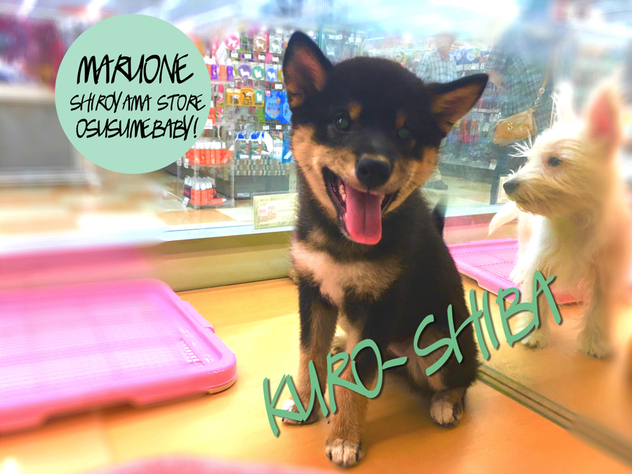 【柴犬】：厳格な和犬とは思えない人懐こさ！超社交的黒柴♡：ペッツワン城山店オススメベイビー！No.118131