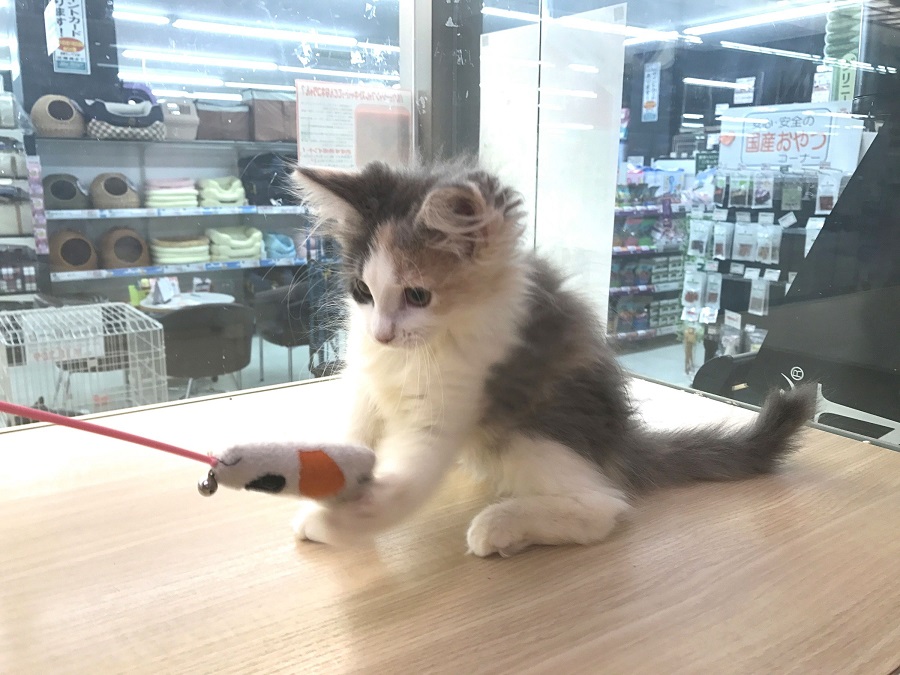 ノルウェージャン・フォレストキャット - マルワン志村坂下店