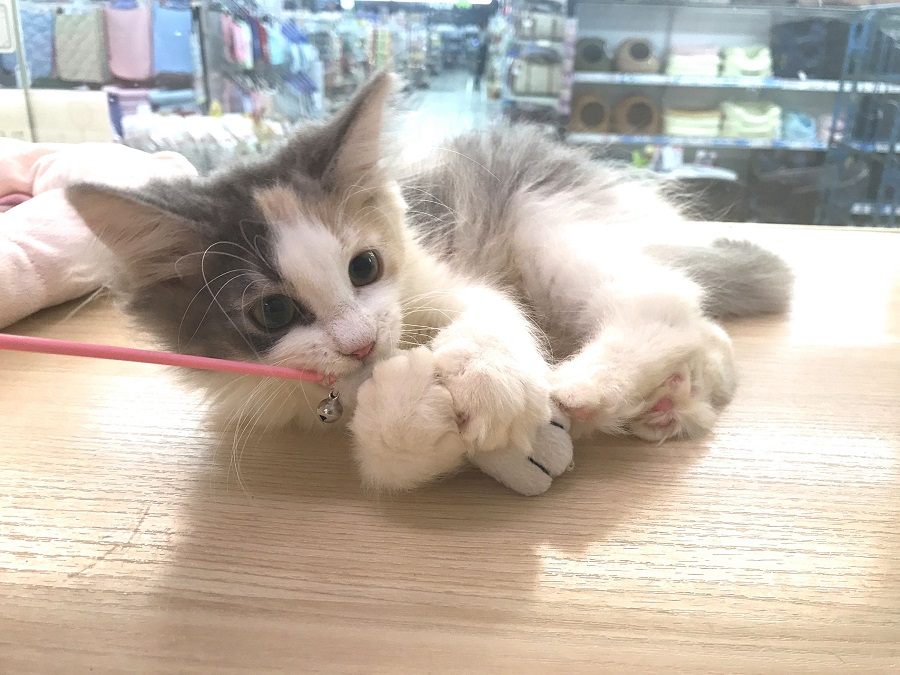 ノルウェージャン・フォレストキャット - マルワン志村坂下店