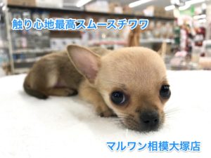 【チワワ（スムースコート）】短毛で触り心地最高！特徴のフォンデーションとは。。？：相模大塚店オススメベイビー！No.814384