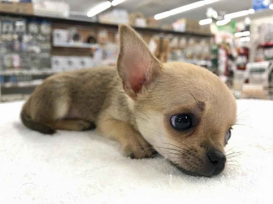 悩ましげな表情のスムチくん | チワワ（スムースコート） - マルワン相模大塚店