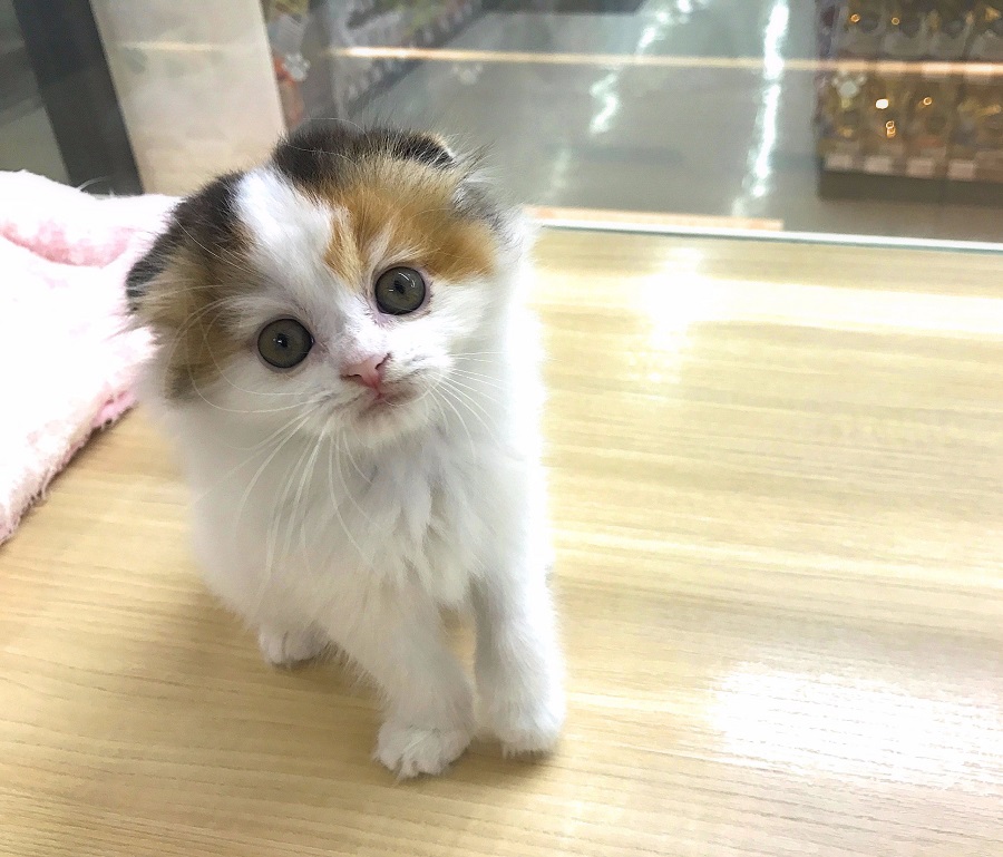 三毛猫は希少 | スコティッシュ・フォールド - マルワン武蔵浦和店