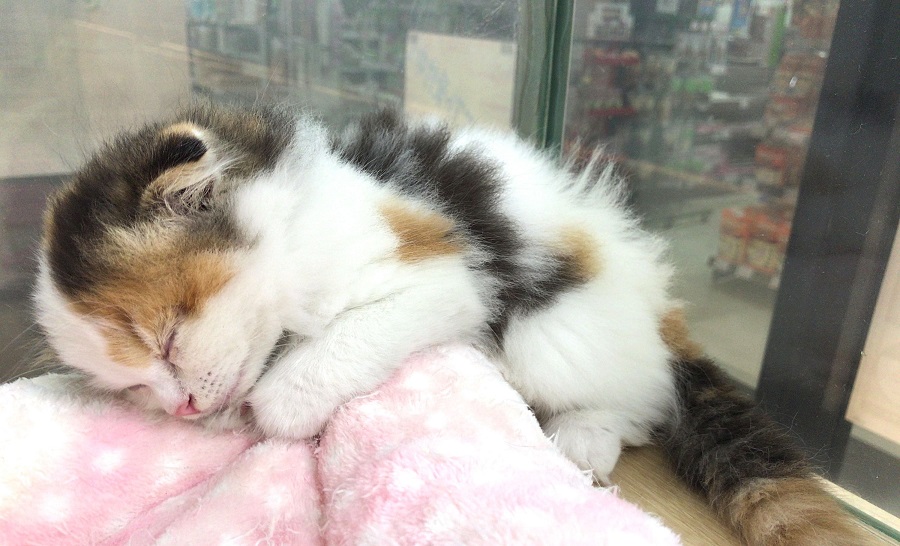眠っちゃいました | スコティッシュ・フォールド - マルワン武蔵浦和店
