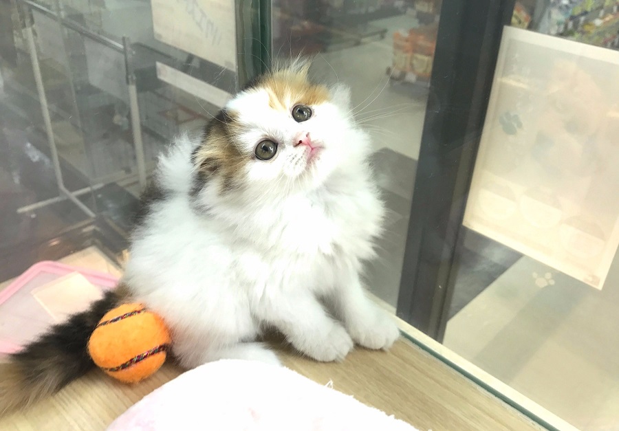 お気に入りのスコちゃんショット | スコティッシュ・フォールド - マルワン武蔵浦和店