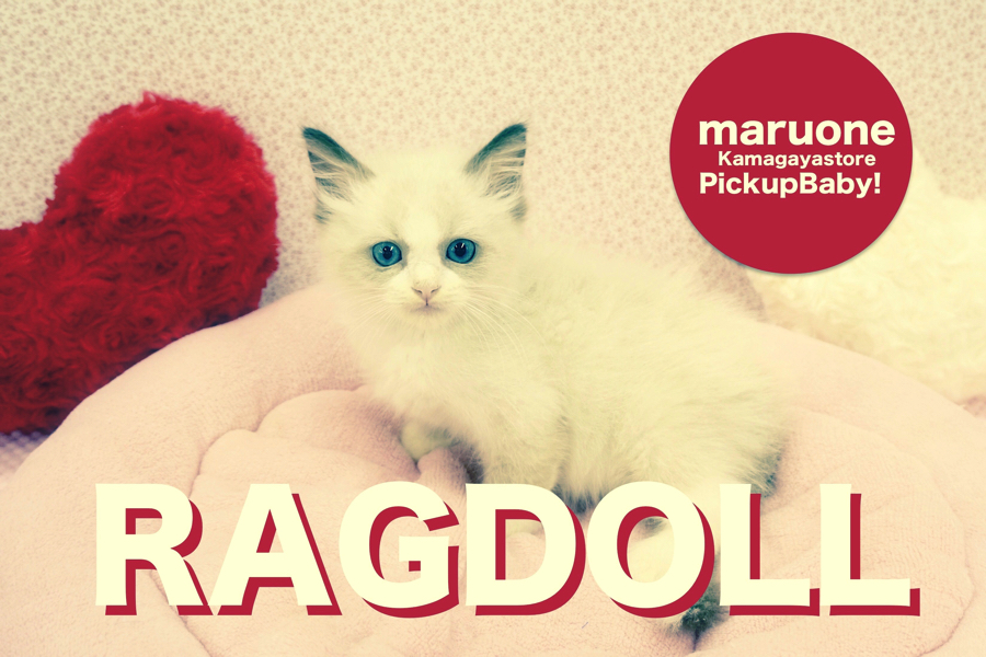 【超美ラグドール】ついに来た!史上最高峰の美しいラグドール!:鎌ヶ谷店Pickupベイビー!No.117103