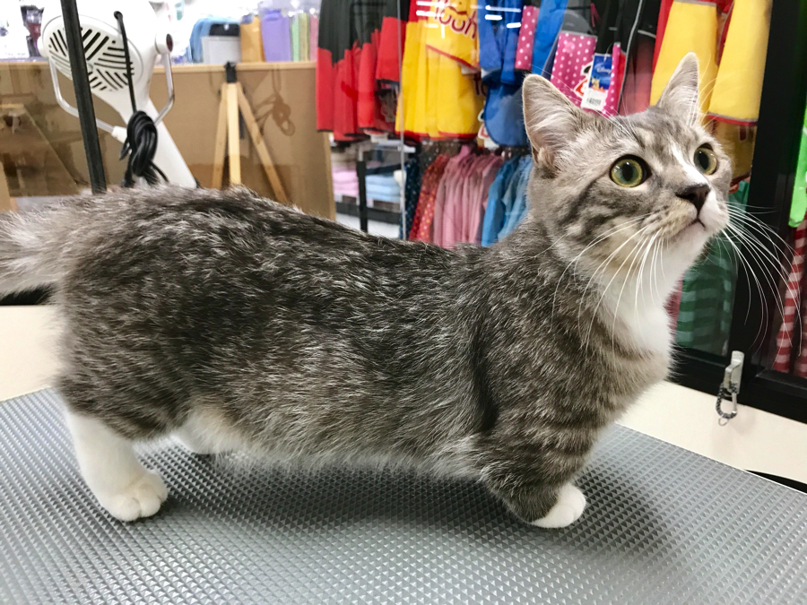 ご覧の様に見事な短足。 | マンチカン - マルワン梅島店