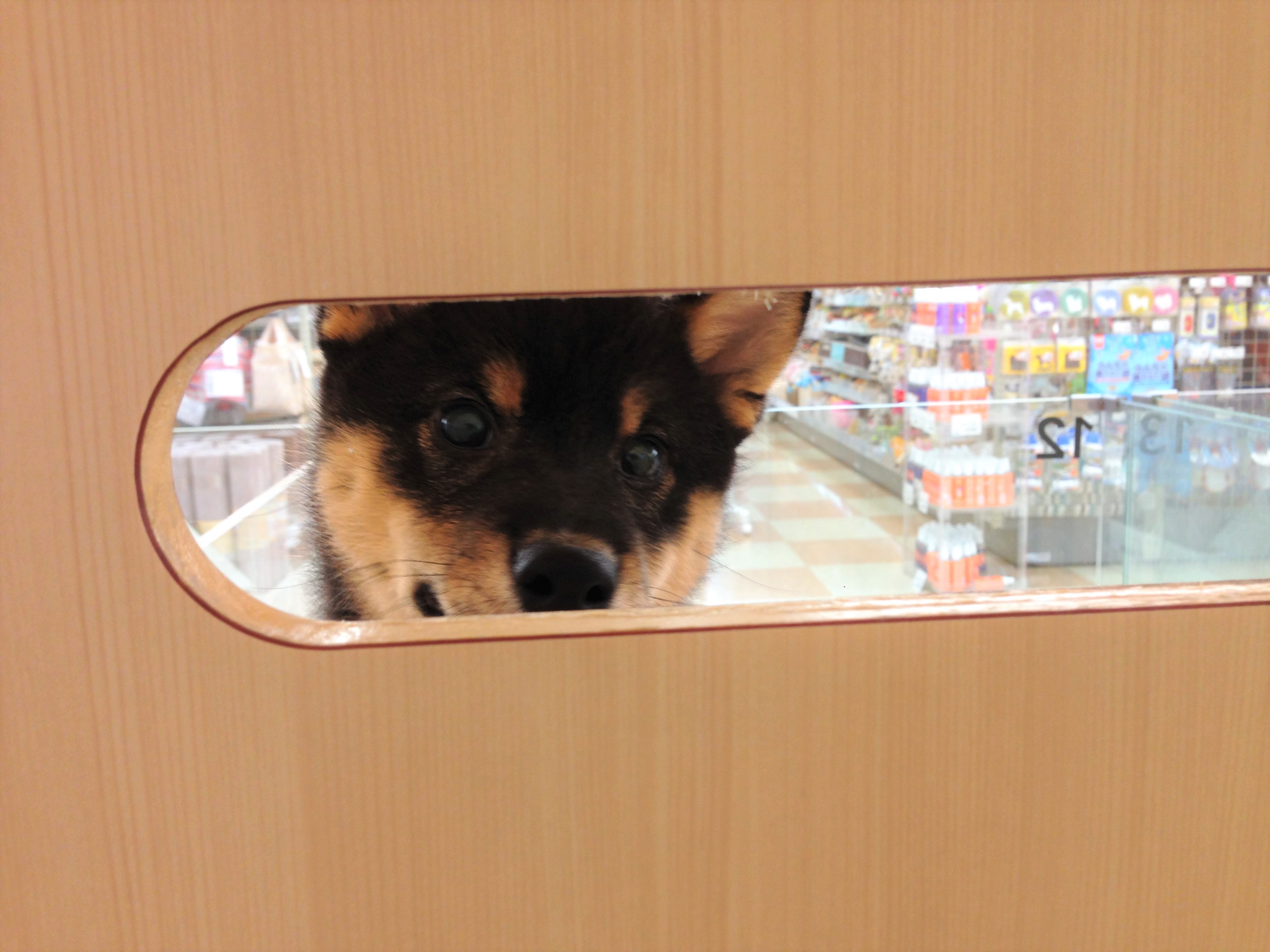 柴犬 - マルワン城山店