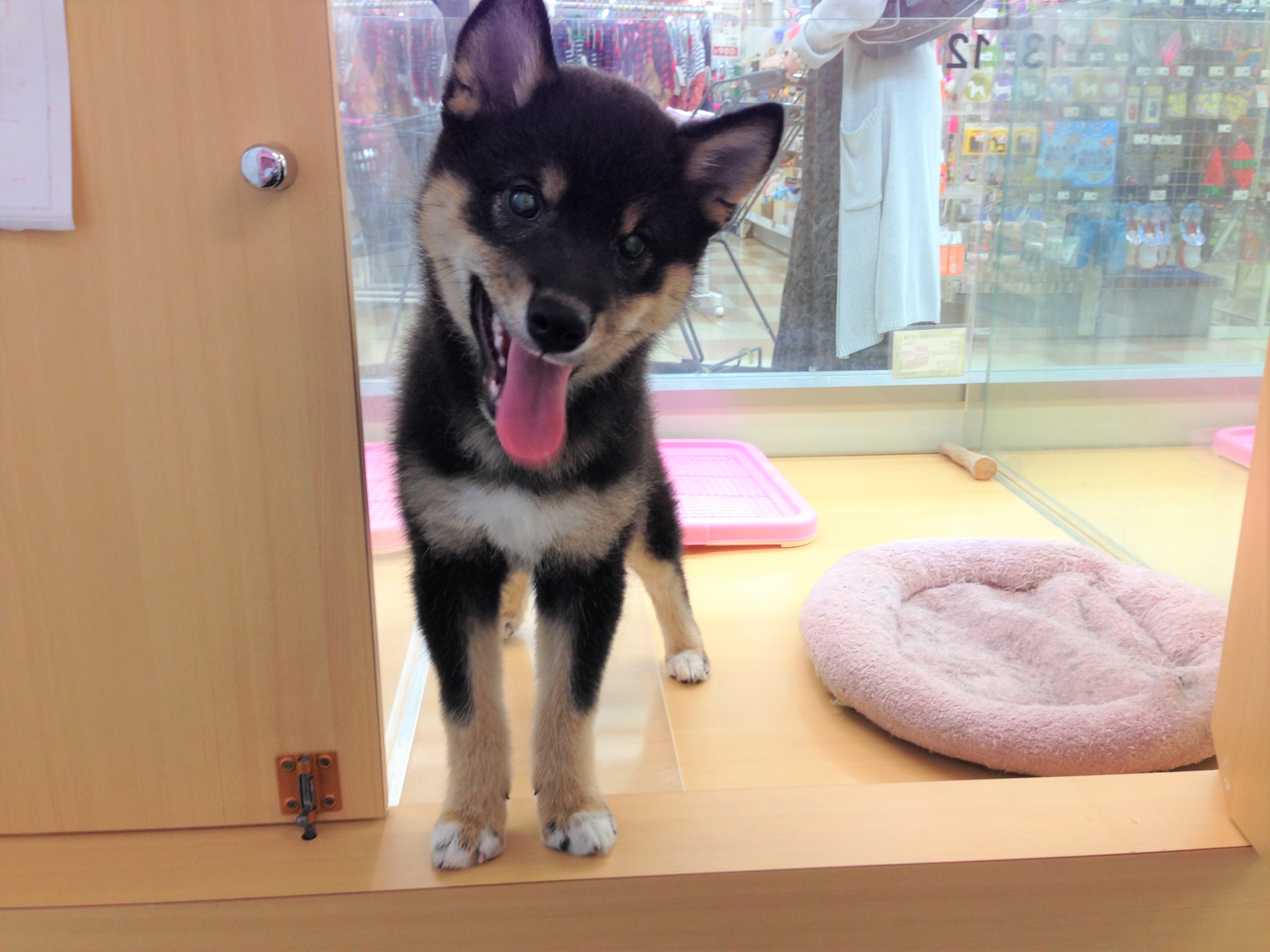 柴犬 - マルワン城山店