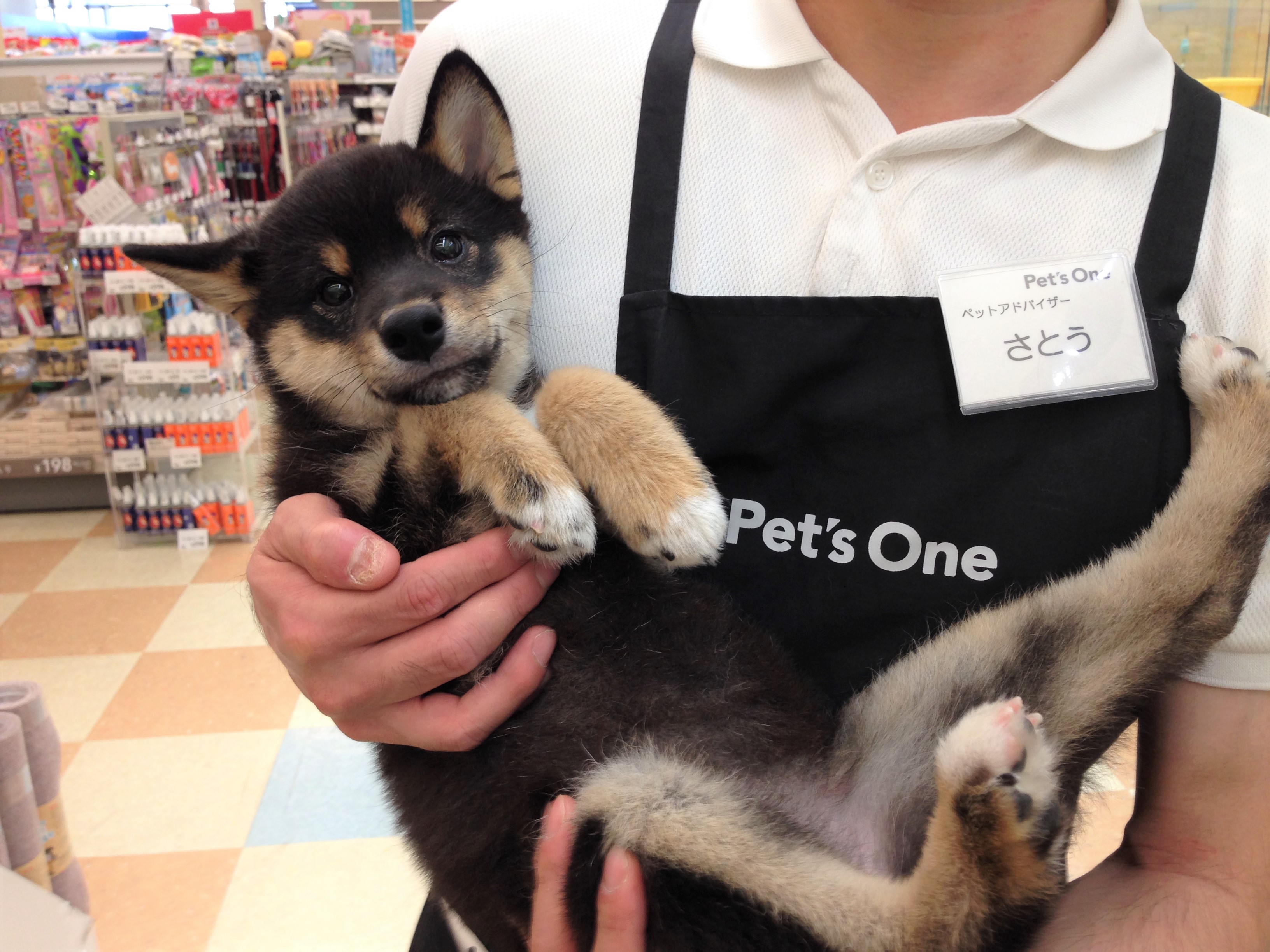 柴犬 - マルワン城山店