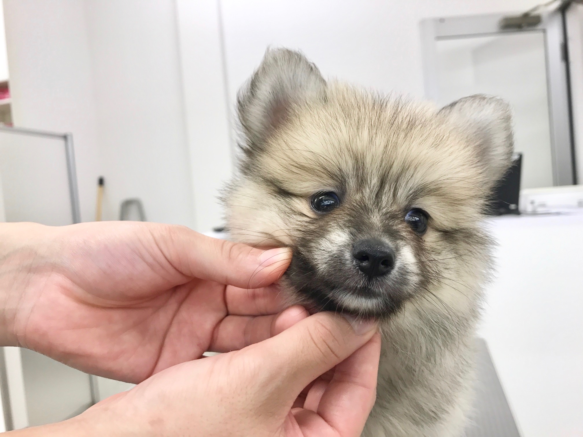 ポメラニアン - マルワン鎌ヶ谷店