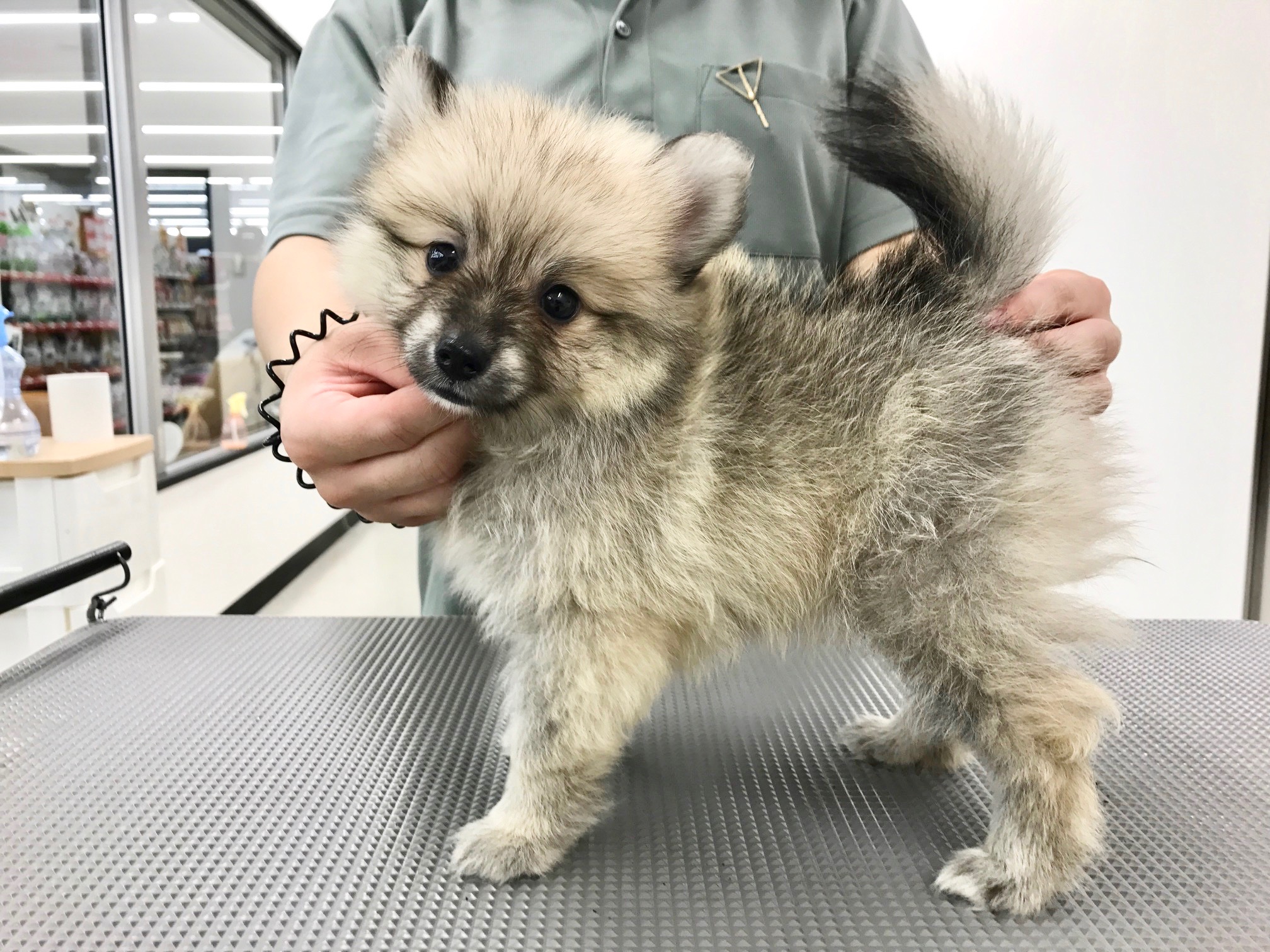 ポメラニアン - マルワン鎌ヶ谷店