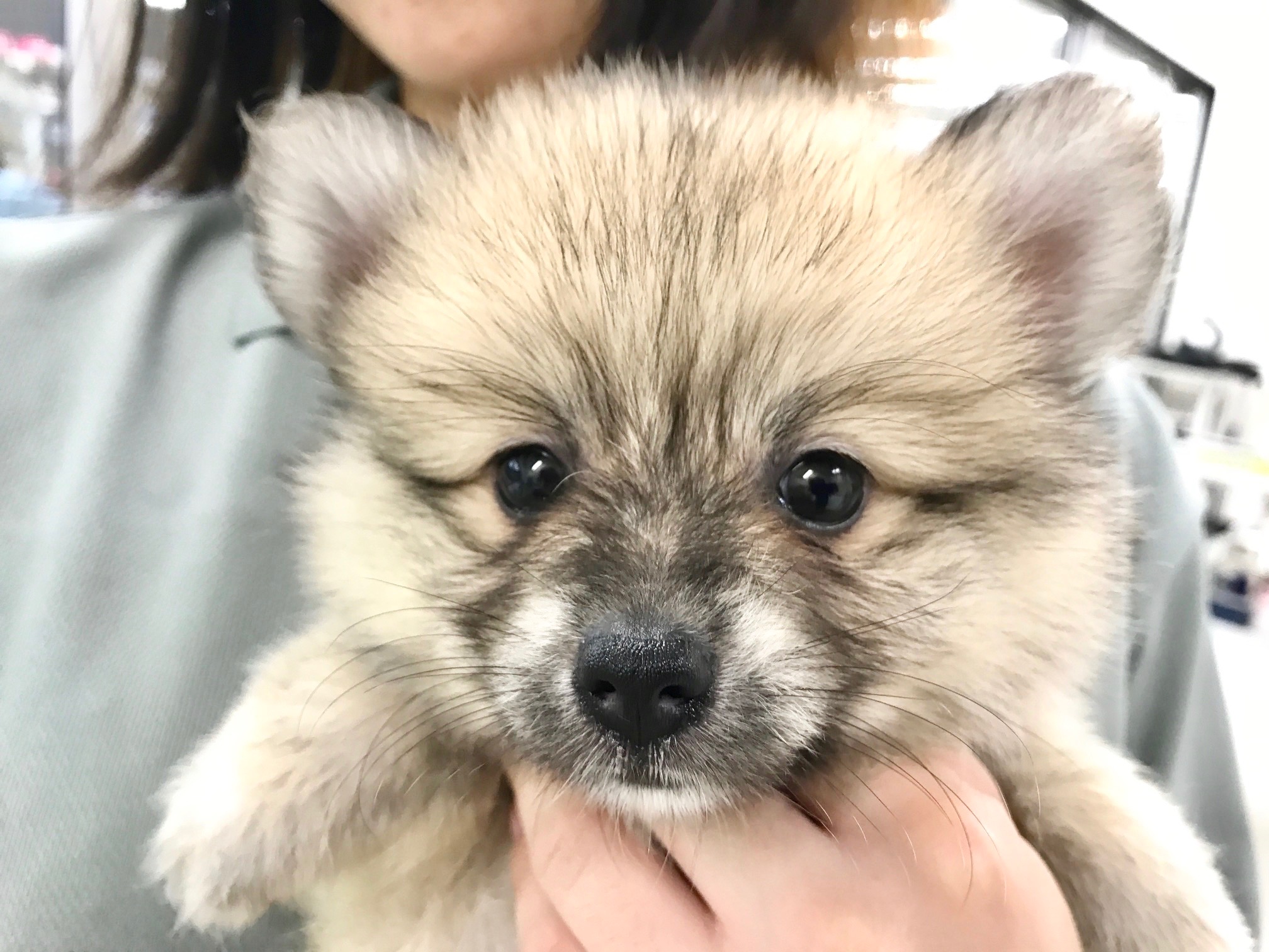 ポメラニアン - マルワン鎌ヶ谷店