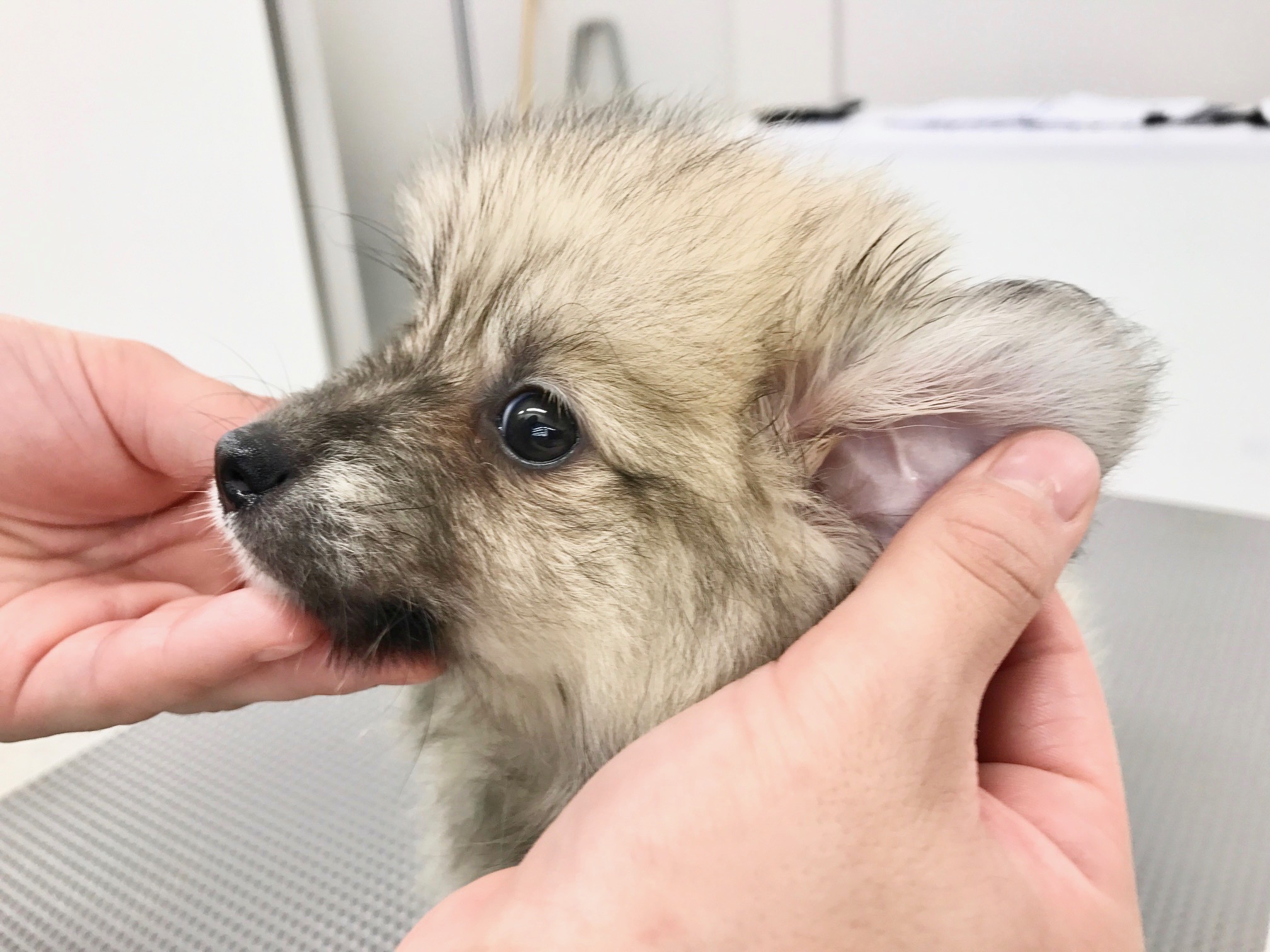 ポメラニアン - マルワン鎌ヶ谷店