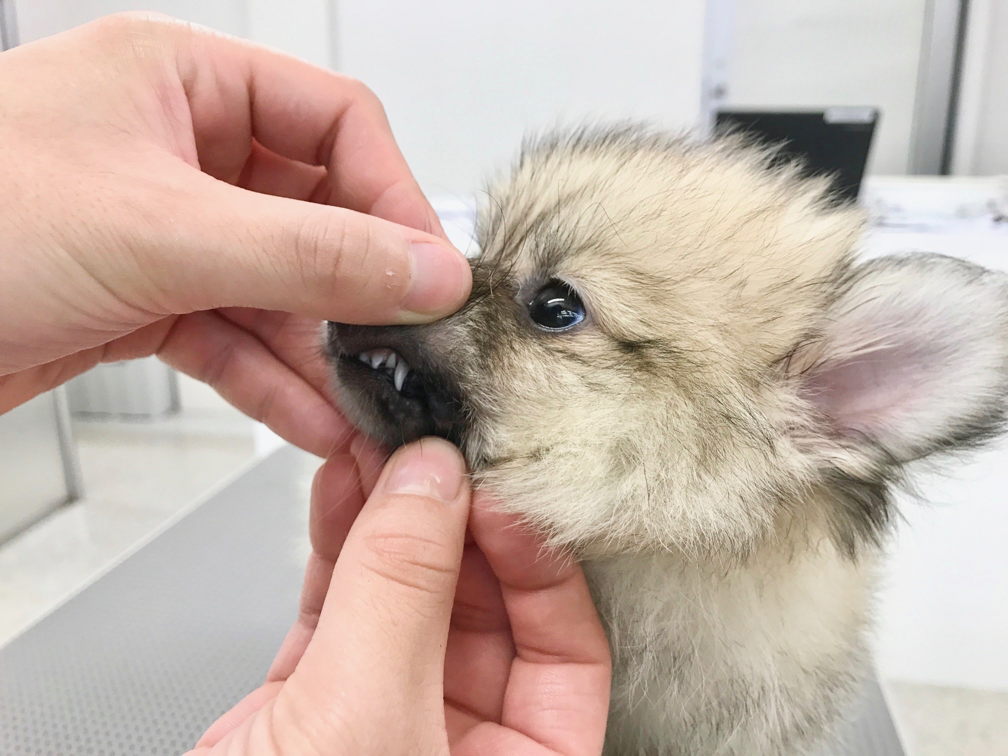 ポメラニアン - マルワン鎌ヶ谷店
