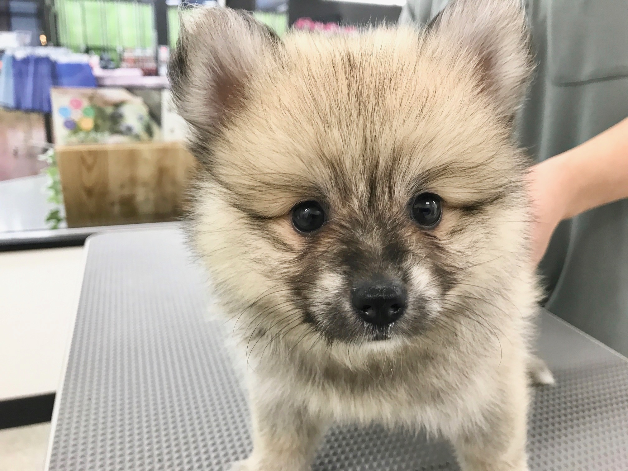 ポメラニアン - マルワン鎌ヶ谷店