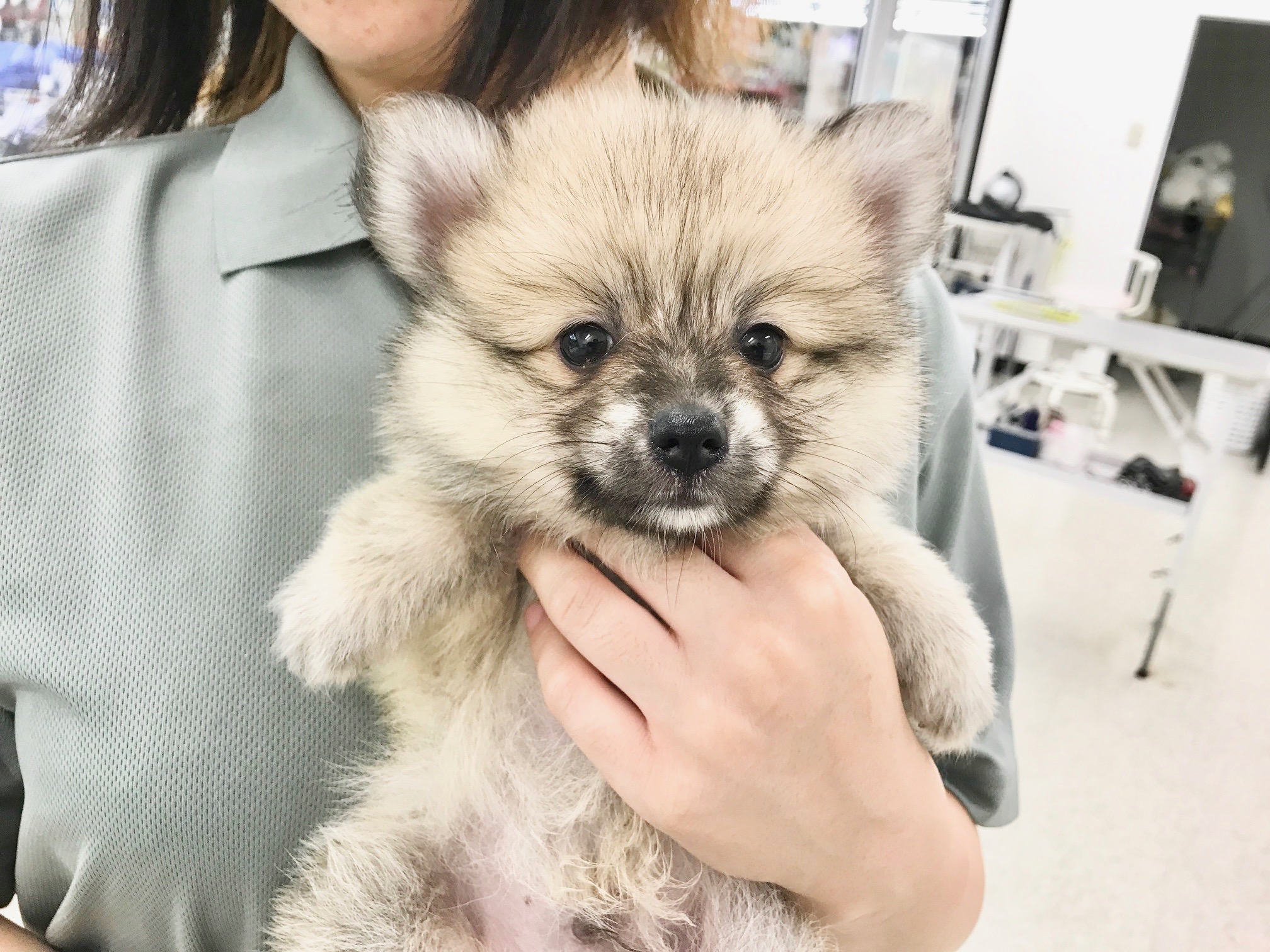 ポメラニアン - マルワン鎌ヶ谷店