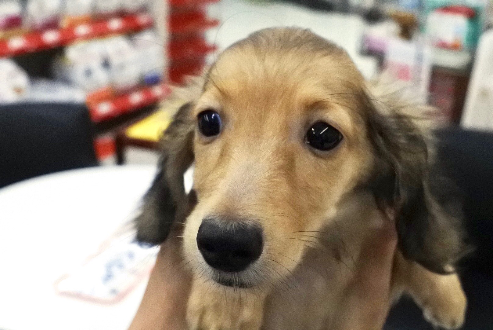 ミニチュア・ダックスフント - マルワン港北NT店