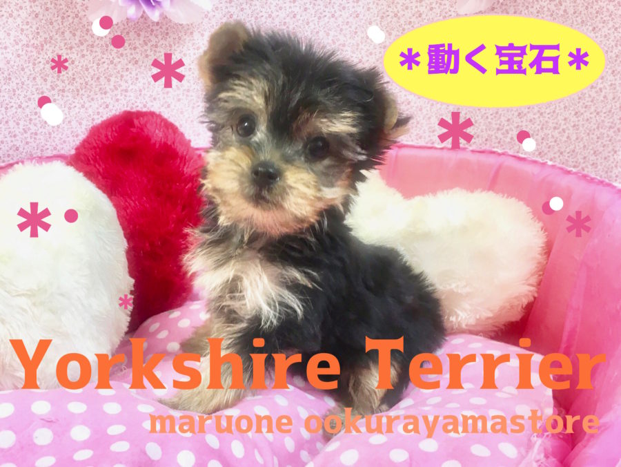 【ヨークシャーテリア】高貴でジュエリー！ラグジュアリーワンコの決定版！：大倉山店PICKUPベイビーNo.6130598