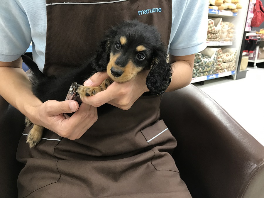 ミニチュア・ダックスフント - マルワン志村坂下店