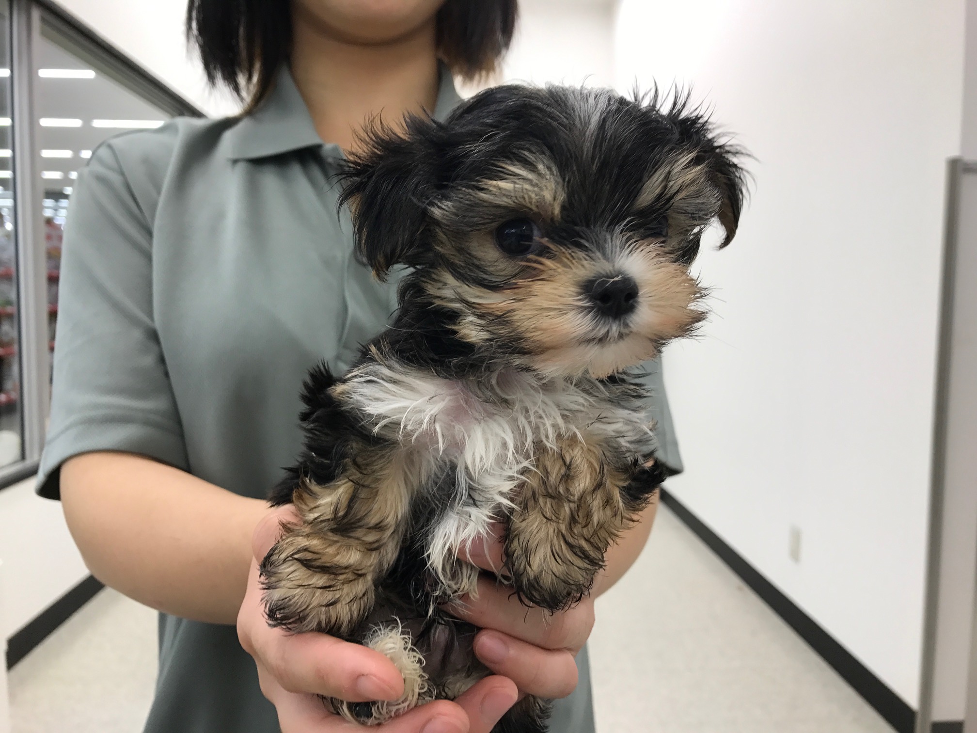 MIX(マルチーズ×ヨークシャーテリア) - マルワン鎌ヶ谷店