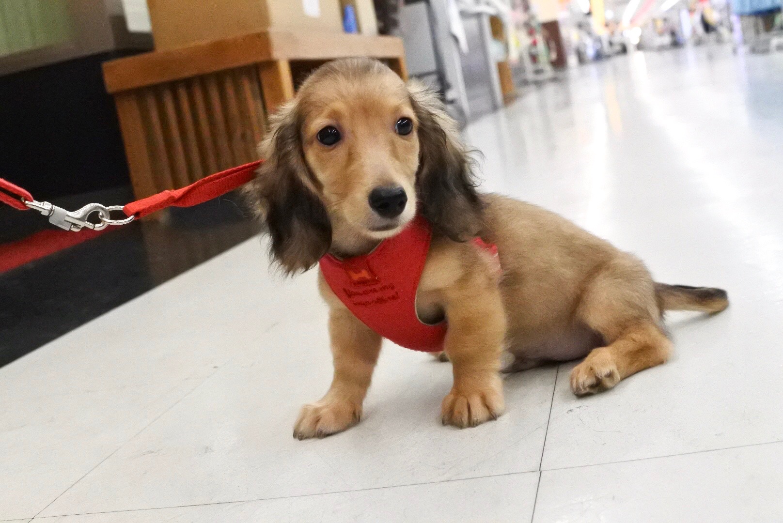 ミニチュア・ダックスフント - マルワン港北NT店
