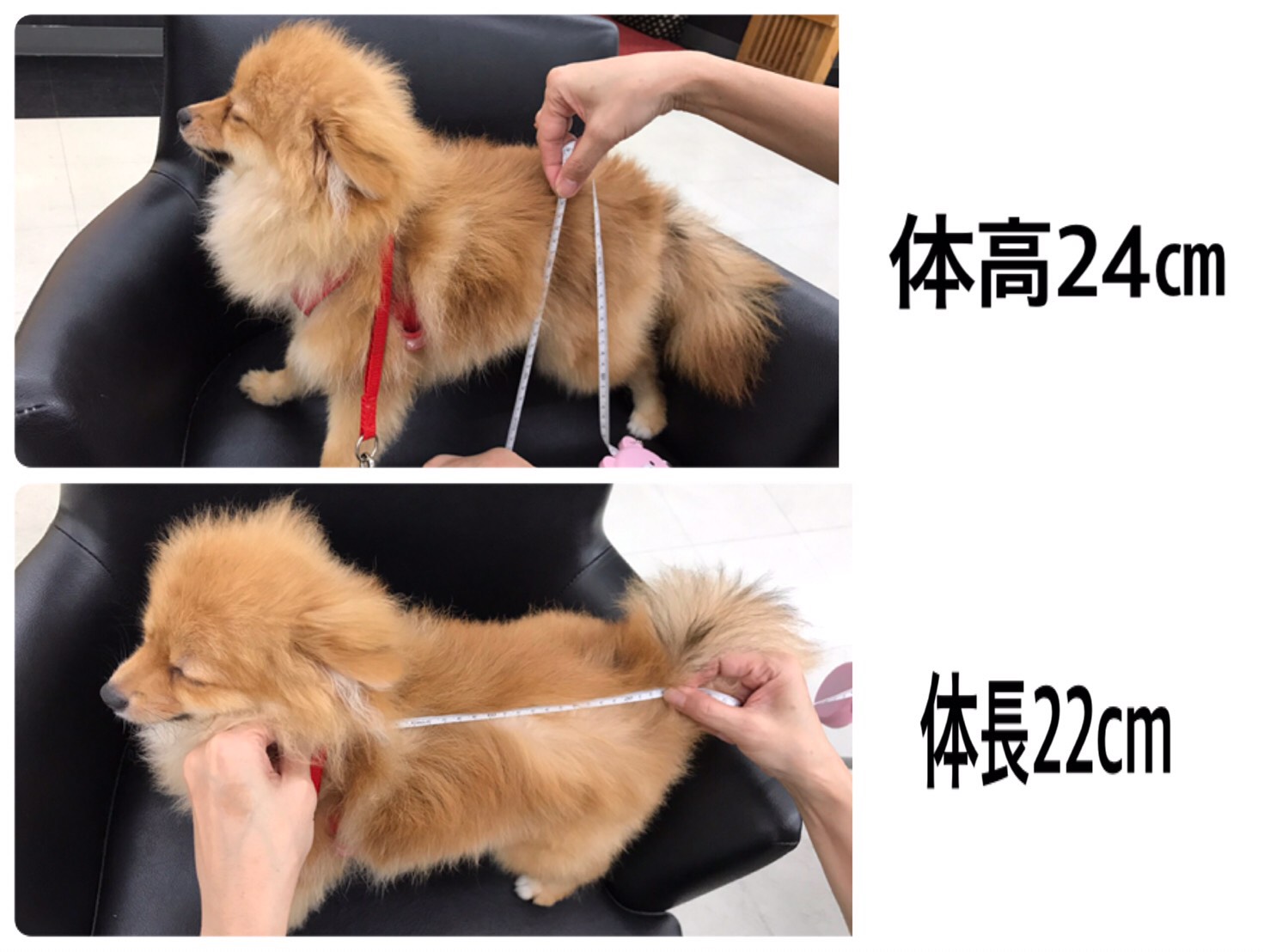 小さなお耳とまん丸のお目めのウルウルとした瞳 | ポメラニアン - マルワン港北NT店