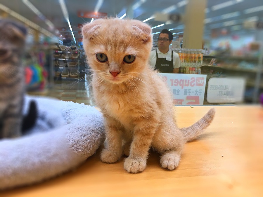 スコティッシュ・フォールド 兄弟 - マルワン城山店