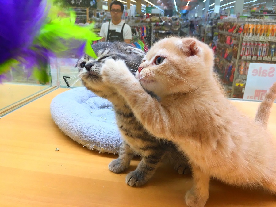 スコティッシュ・フォールド 兄弟 - マルワン城山店